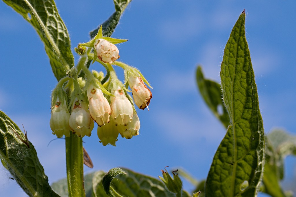 brabant biesbosch biesbos nationaal park natuurgebied natuur bevers eendenkooi rondvaart recreatie